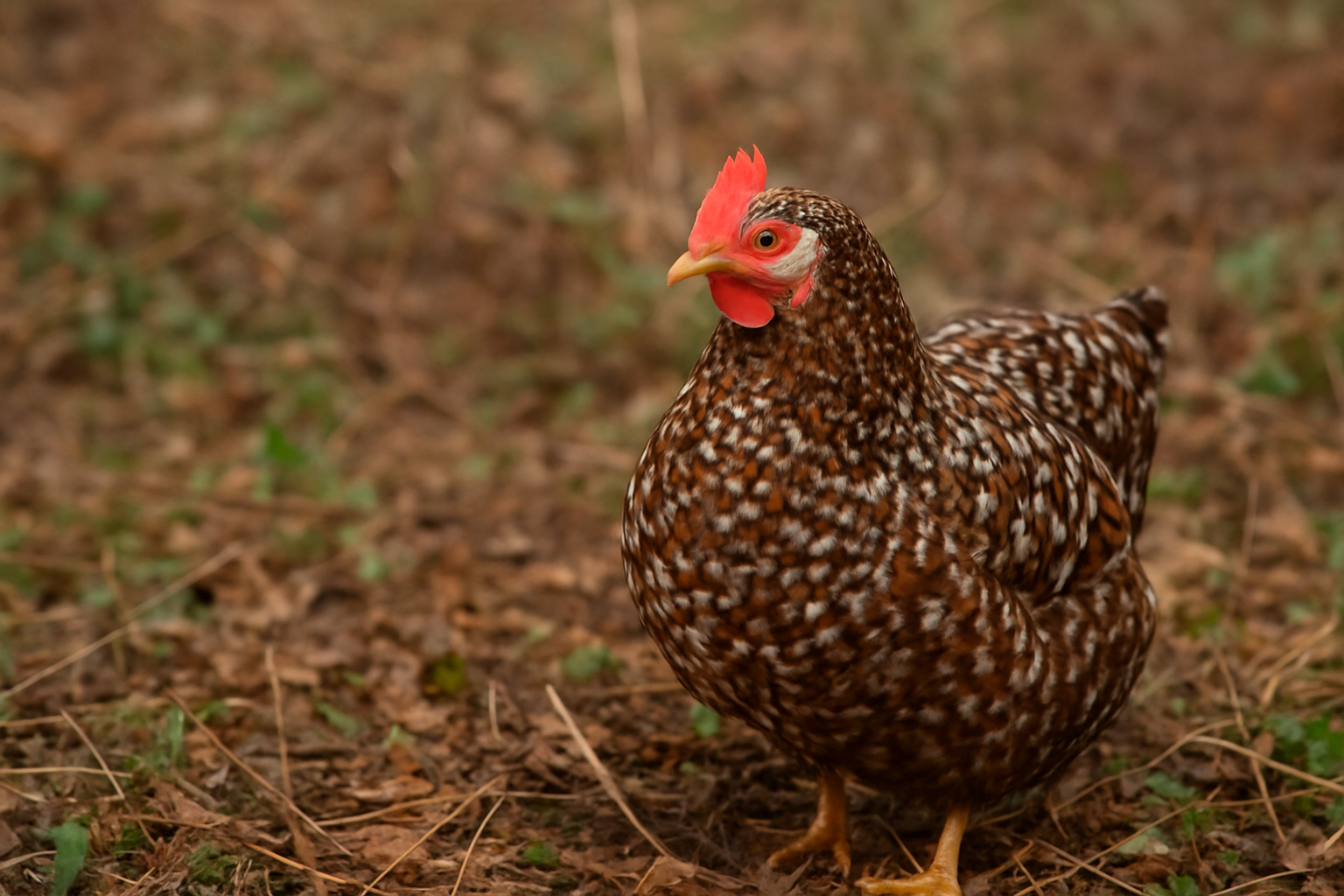 Speckled Hen in Natural Habitat.png