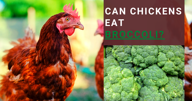 Can Chickens Eat (15).png