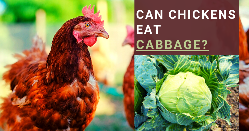 Can Chickens Eat (16).png