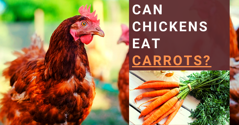 Can Chickens Eat (10).png