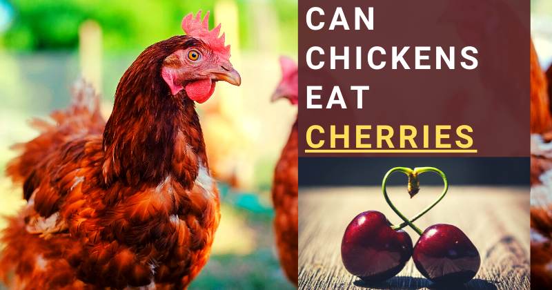 Can Chickens Eat (3).png