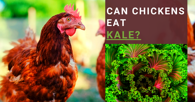 Can Chickens Eat (19).png