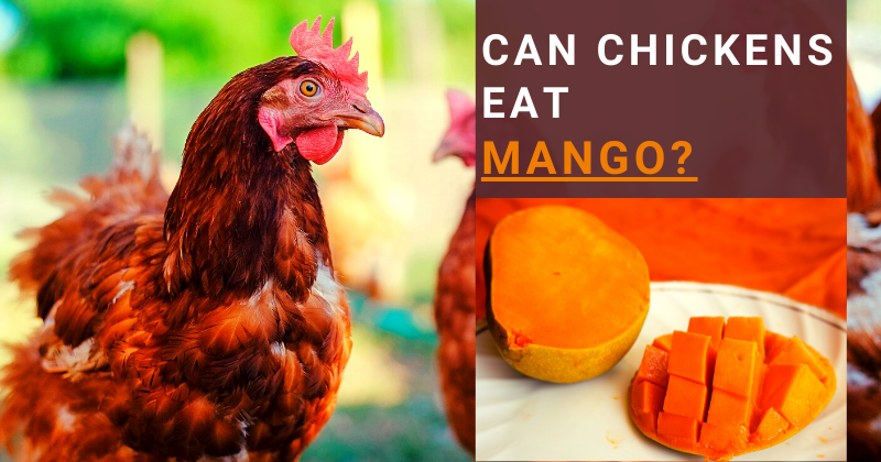 Can Chickens Eat (20).png