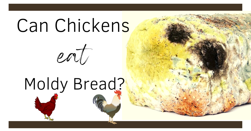 Is It Safe to Eat Moldy Bread?