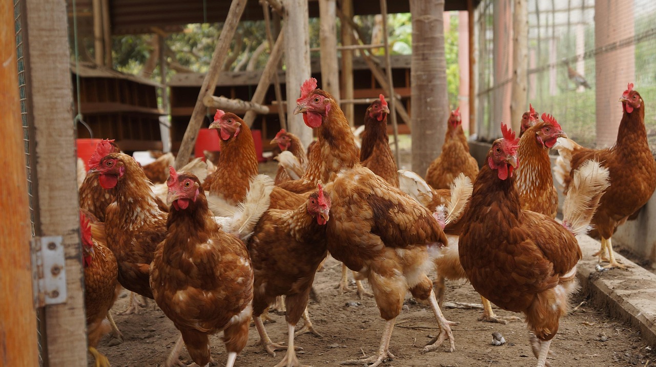 hens-7226228_1280.jpg