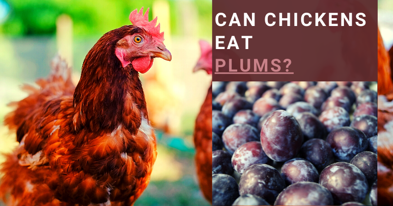 Can Chickens Eat (28).png