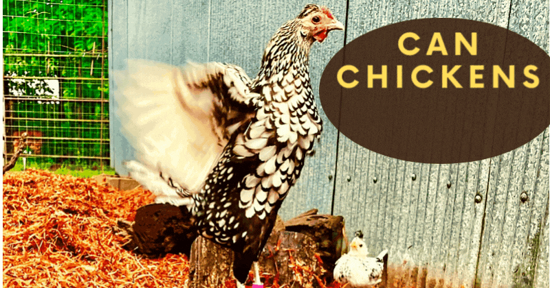 caring for chickens in the.gif