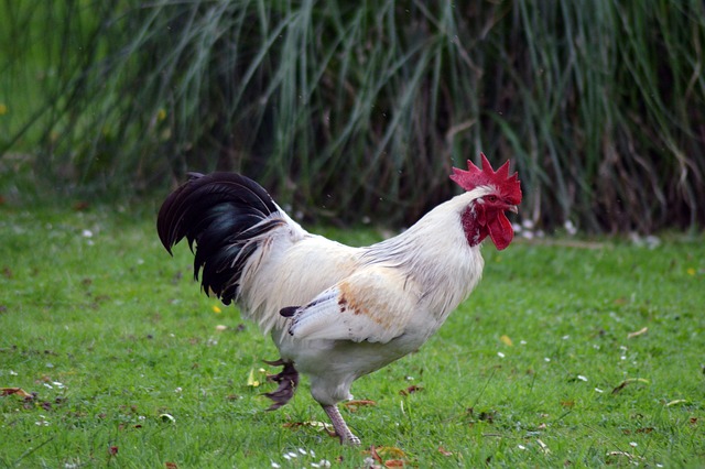 rooster-5436833_640.jpg