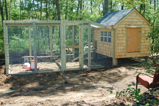 Caperedss Chicken Coop BackYard Chickens - Learn How to 