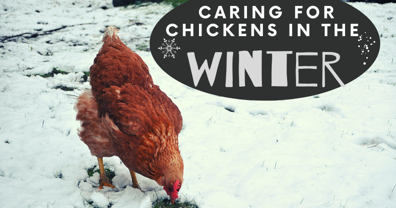Raising Chickens in Cold Weather