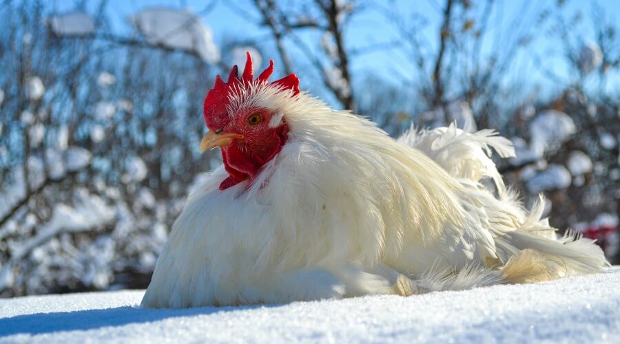 chickens-in-winter-02.jpg