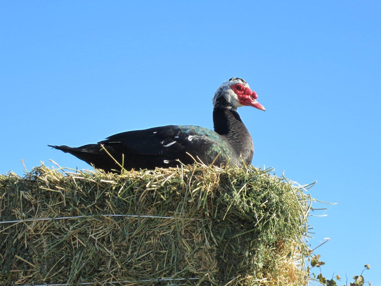casportpony" Muscovy Ducks on the hay stack BackYard Chickens Learn