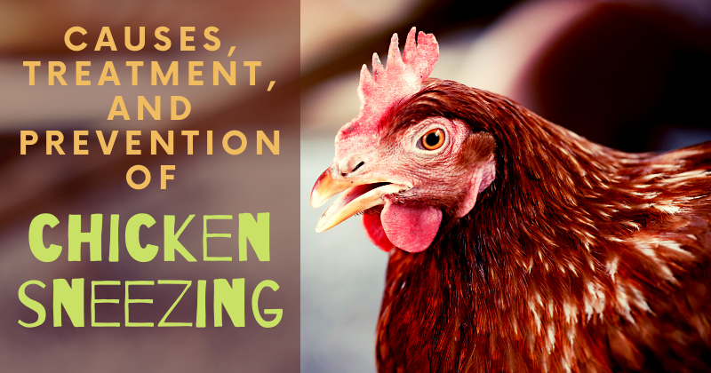 caring for chickens in the (4).png