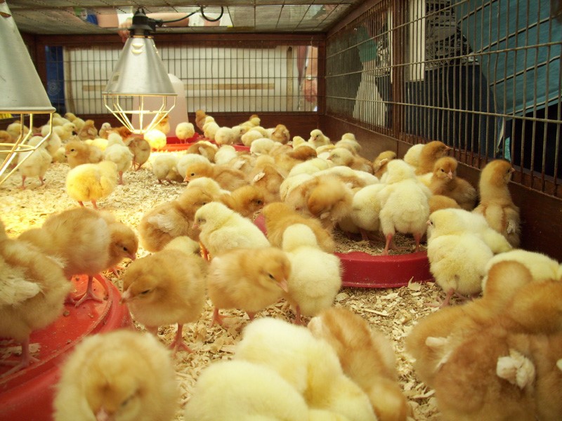 bunch of chicks.jpg