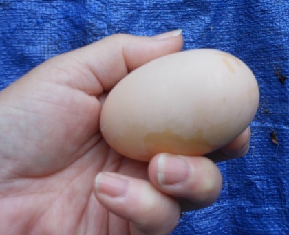 Henrietta,  first egg 2012.jpg