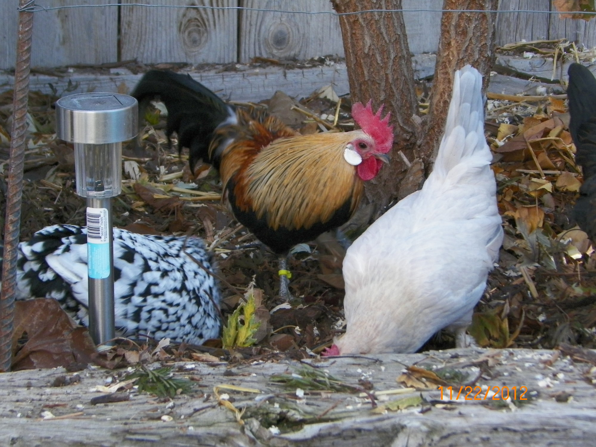 Chicken Behavior The Ignorant Gal's Guide To Things No Sane Person