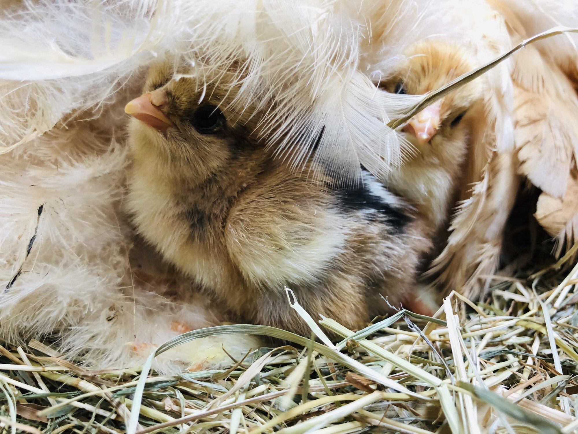 Chicken Breeding Project 2019 BackYard Chickens Learn How to Raise