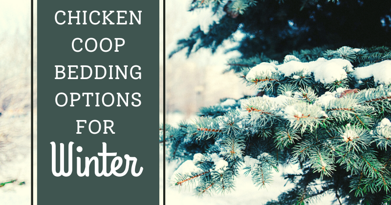 Chicken Coop Bedding Options For Winter.png