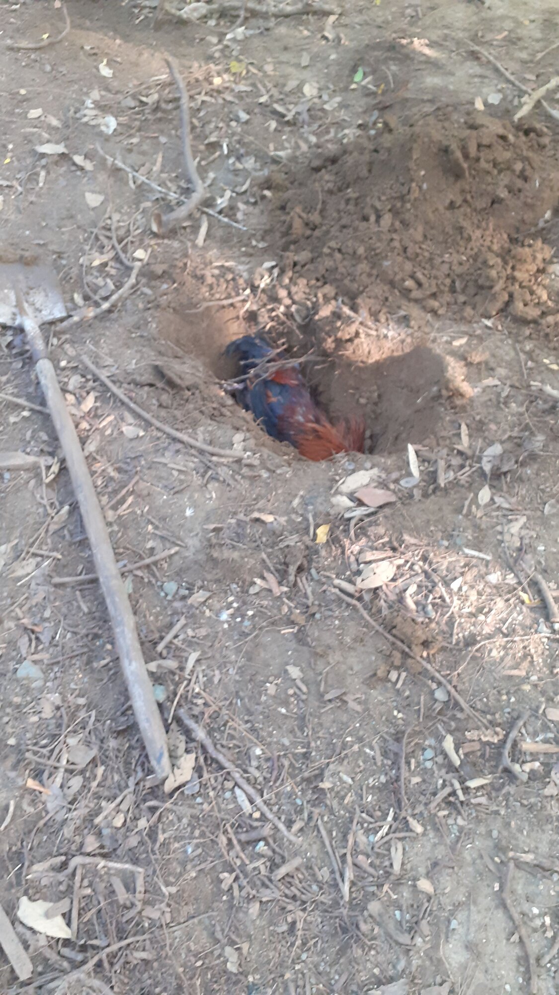 Chicken fell into the water and had water in lungs gurgling BackYard Chickens Learn How to