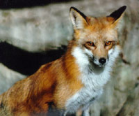 RedFox01.jpg