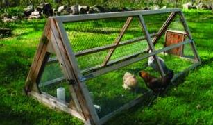 2017-05-17 23_17_56-Chicken Proof Garden _ BackYard Chickens.jpg