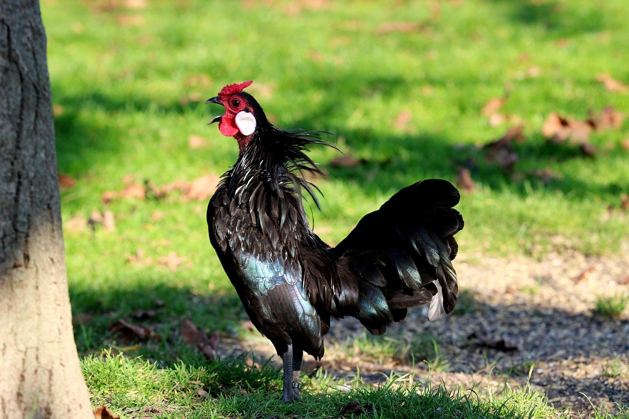 rooster-7553343_1280.jpg