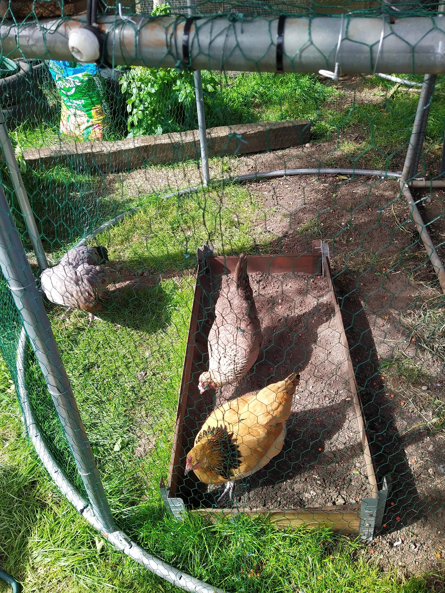 Chicken run extension built for under £35 BackYard Chickens Learn