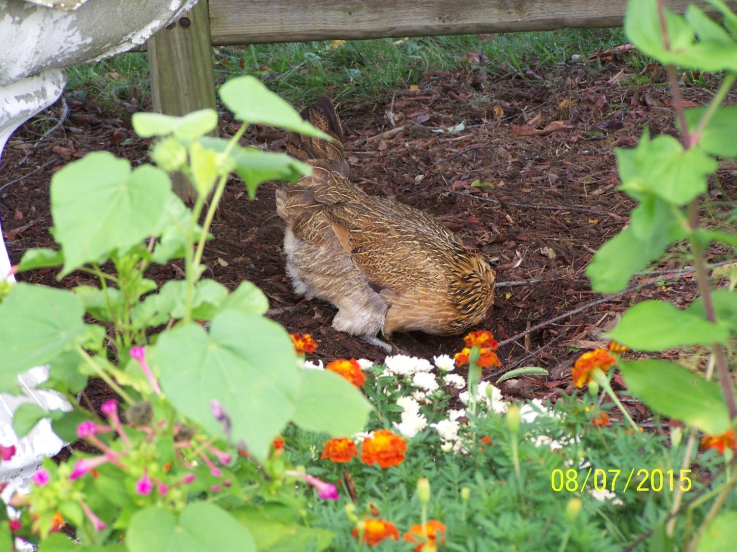 hen in garden.jpg