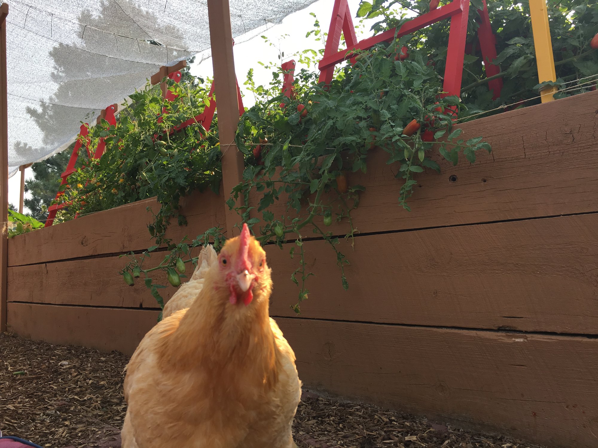 Chickens at Sweet Pea's Rustic Roost BackYard Chickens Learn How to