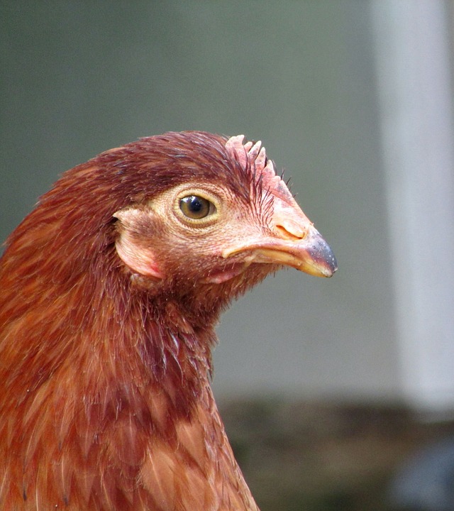 chicken-626844_960_720.jpg