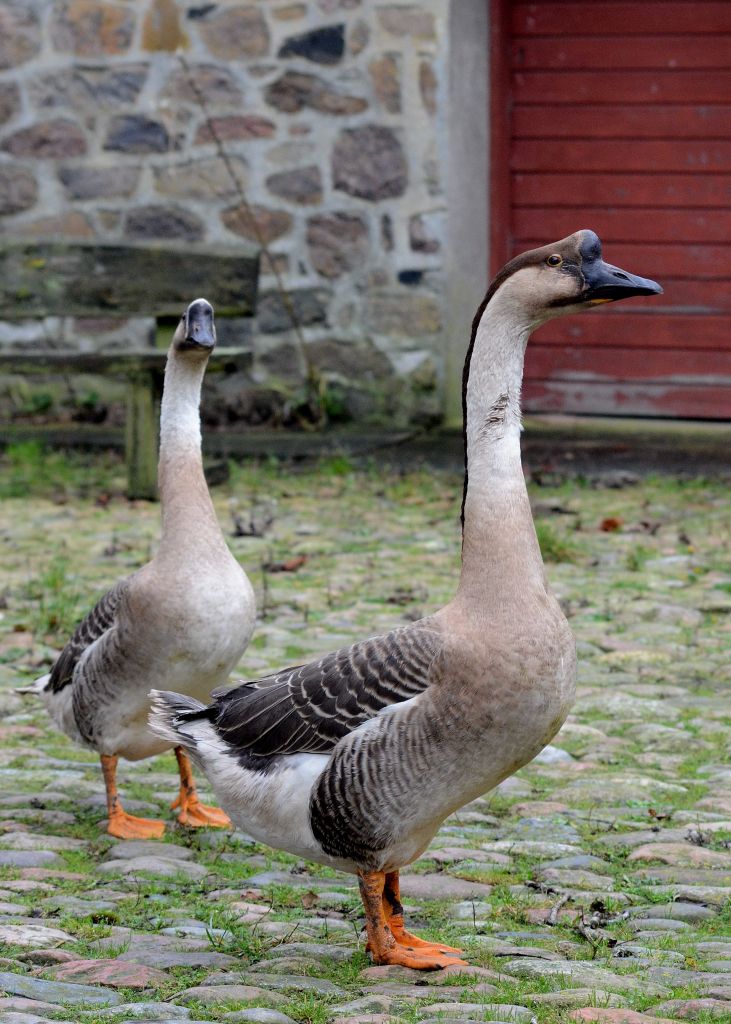 Homesteader's Guide to Chinese Geese