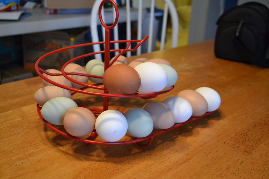 Cleaning and Storing Your Freshly Laid Eggs