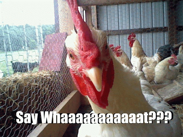 Common Chicken Sayings Idioms Other Funny Things We Say | BackYard Chickens  - Learn How to Raise Chickens