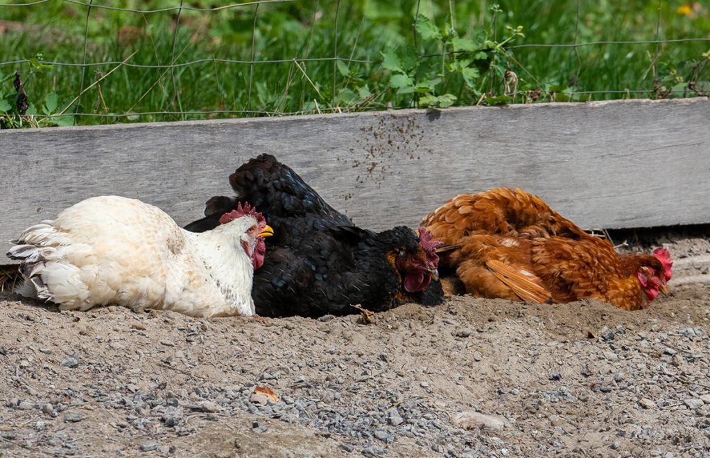 Chickens-summer-6-1024x661.jpg