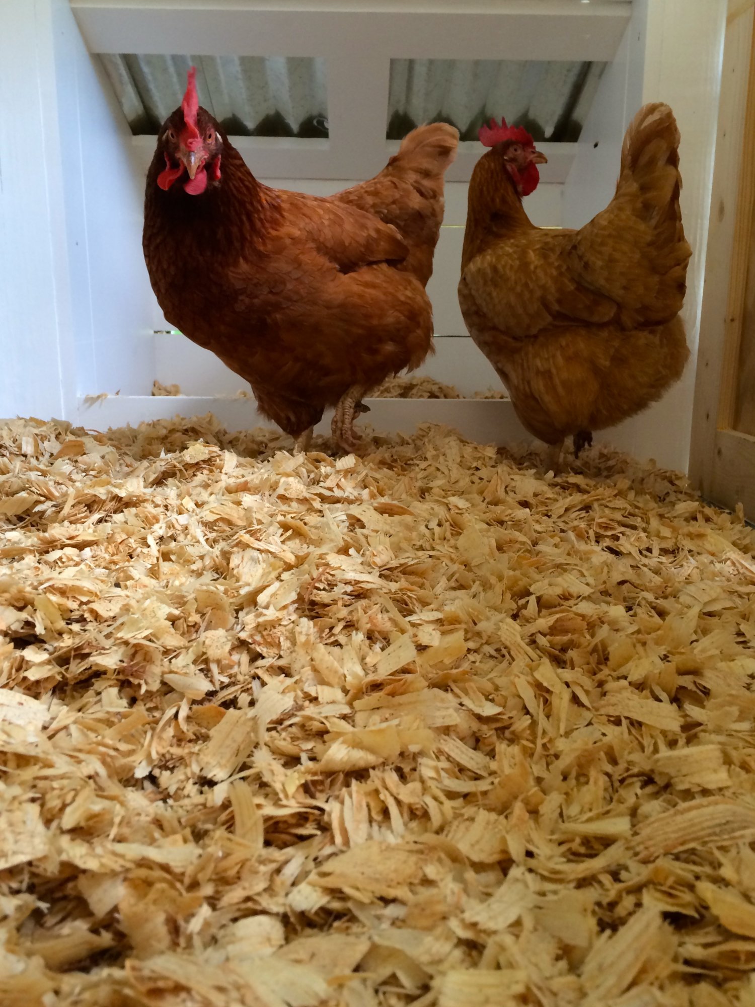 "CoopsaDaisy" BackYard Chickens Learn How to Raise Chickens