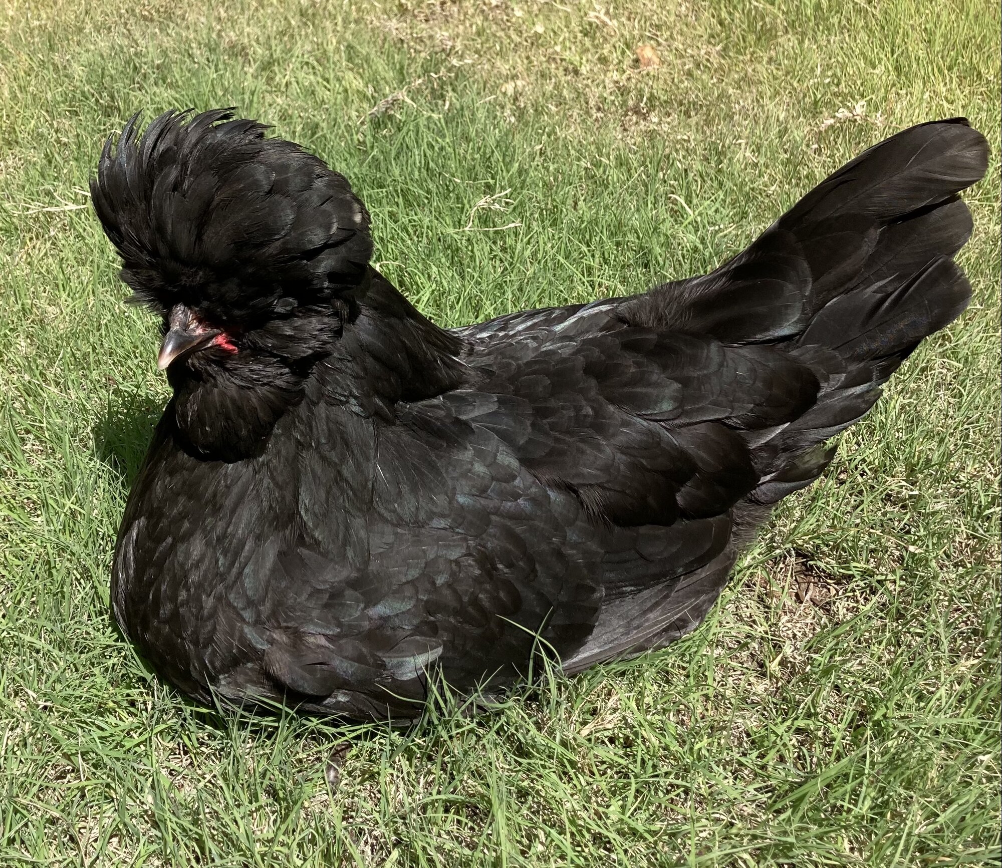 Crested Chicken Breeds Guide BackYard Chickens Learn How to Raise