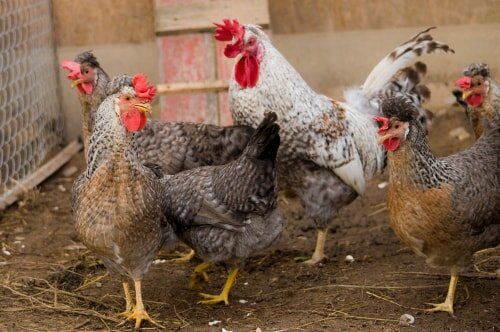 39-Cream_Legbar-chickens.jpg