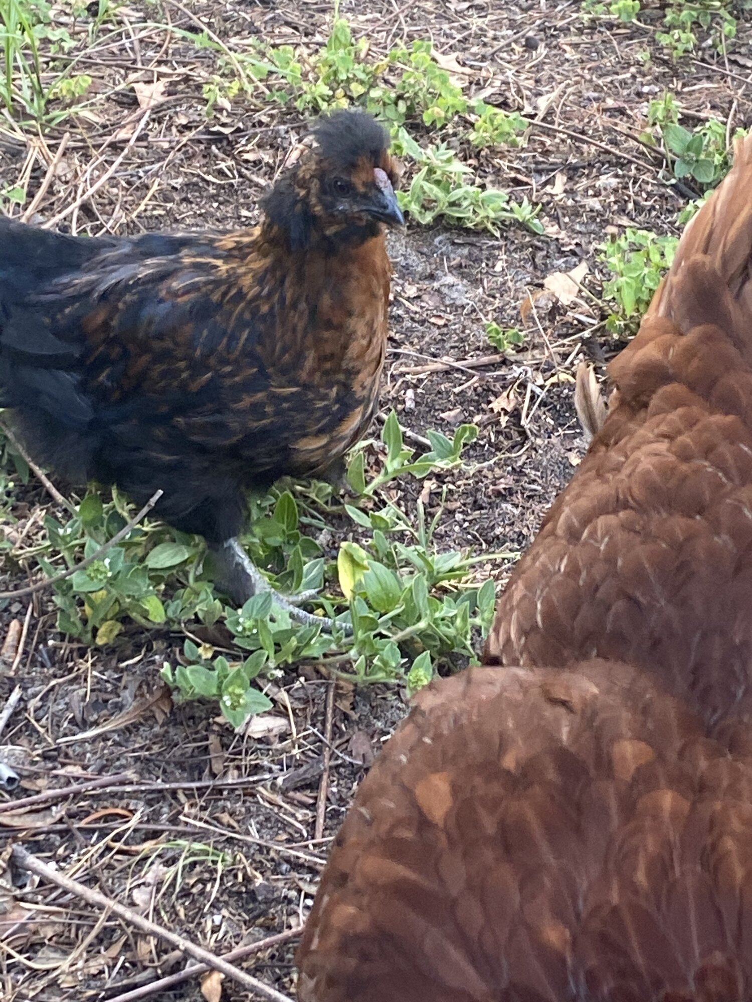 Cross breed BackYard Chickens Learn How to Raise Chickens