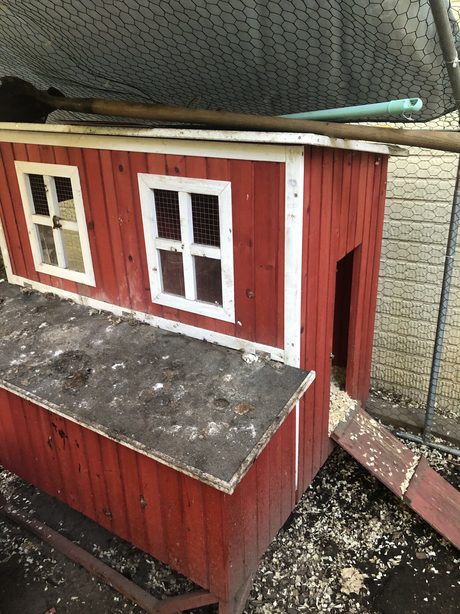 Deep Cleaning BackYard Chickens Learn How to Raise Chickens