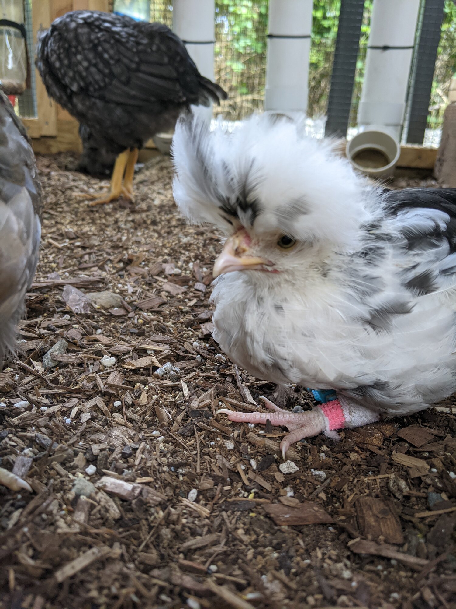 Disabled chicken BackYard Chickens Learn How to Raise Chickens