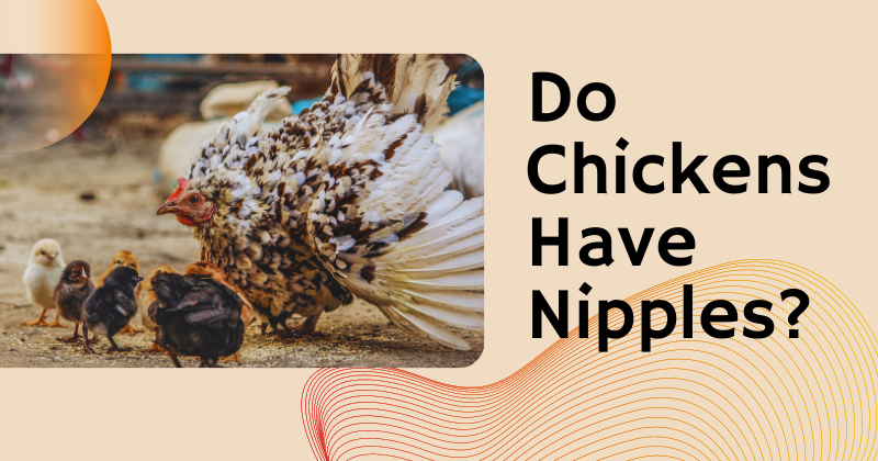 Are Herbicides and Pesticides Safe for Chickens (1).png