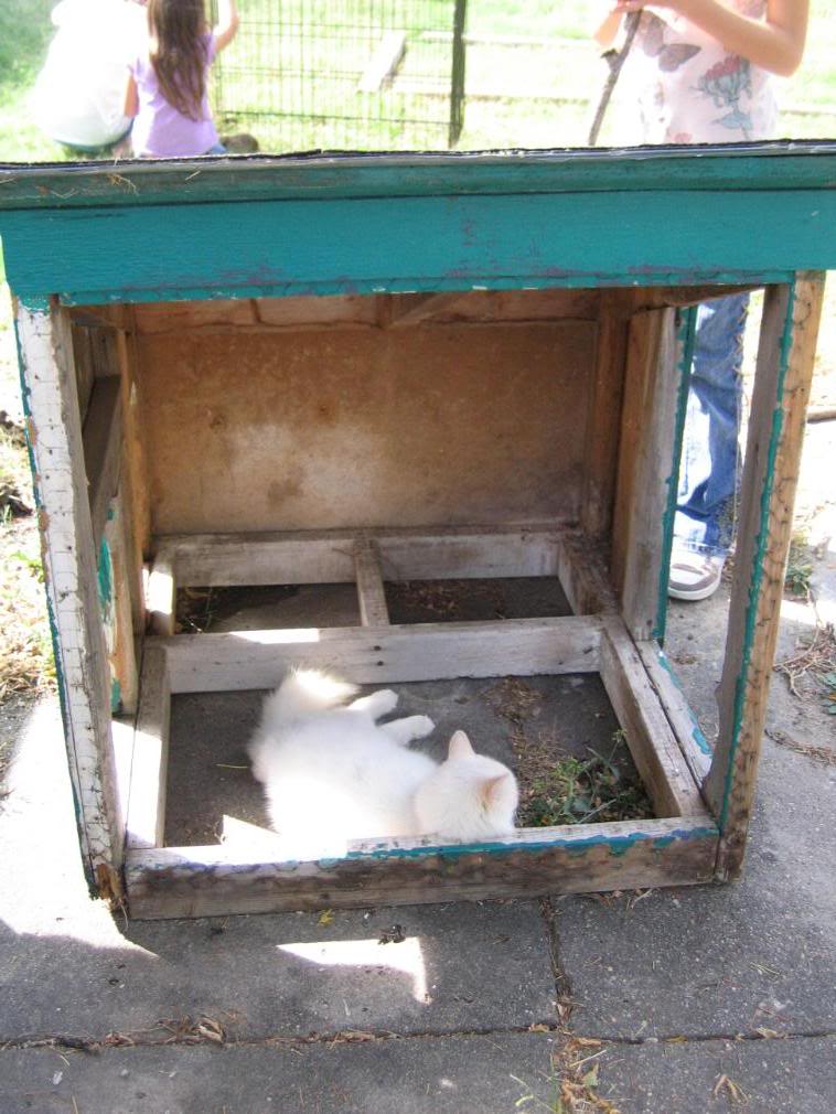 Doghouse Coop BackYard Chickens Learn How to Raise Chickens