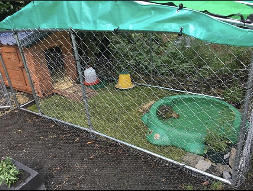 Duck house/coop and run BackYard Chickens Learn How to Raise Chickens