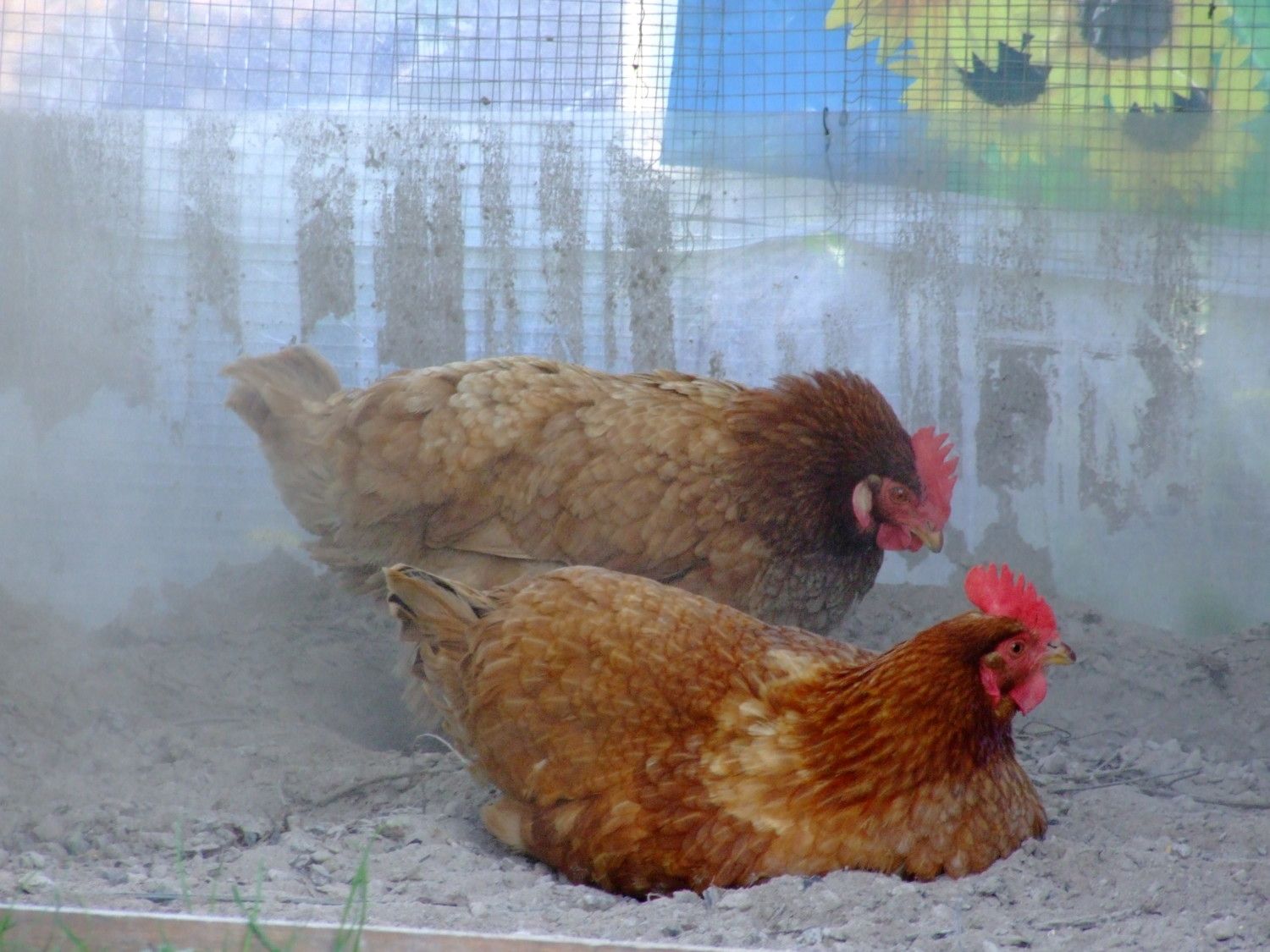 Dust bathing Why, where and how? Keeping your flock clean and happy. BackYard Chickens