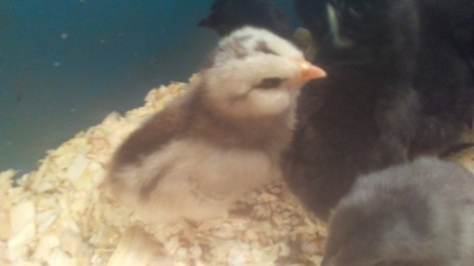 Ebay Eggs 5 the Conclusion. BackYard Chickens Learn How to Raise