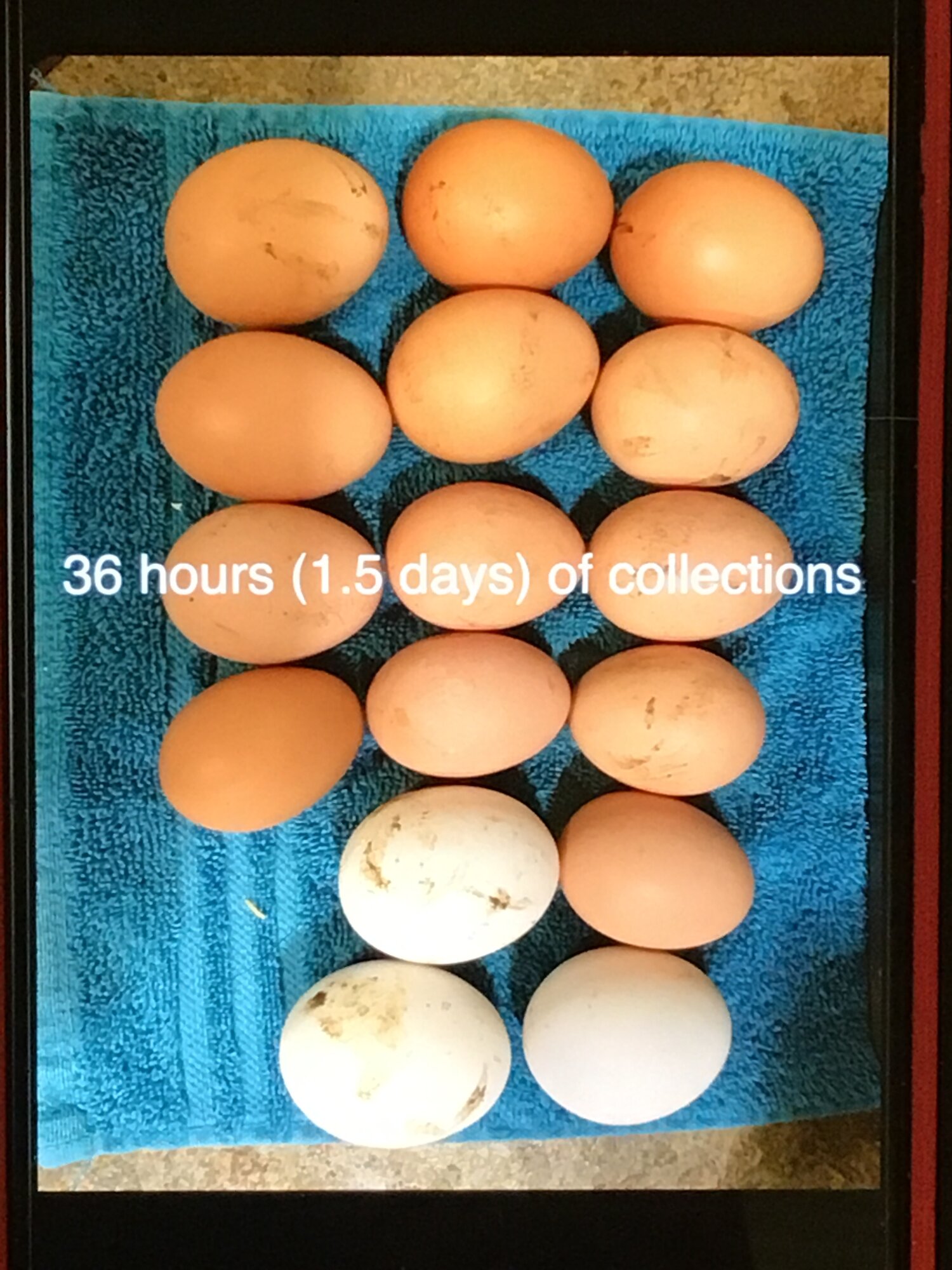 Egg Anomalies | BackYard Chickens - Learn How to Raise ...