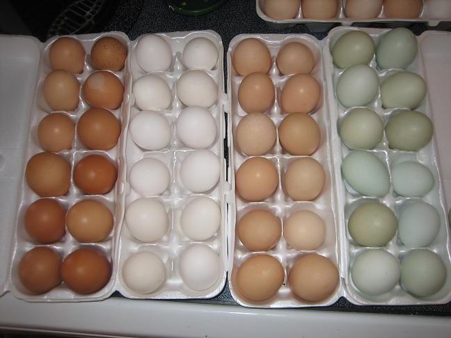 jersey giant chicken egg color