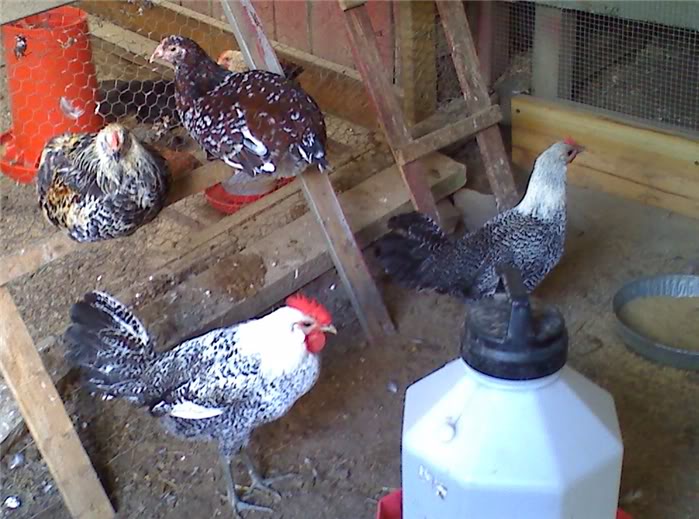 Egyptian Fayoumis Pen Backyard Chickens Learn How To Raise Chickens