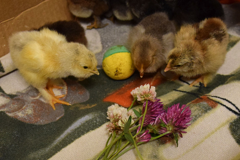Enrichment for chicks BackYard Chickens Learn How to Raise Chickens