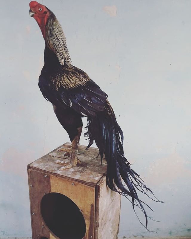 Ever seen a breed that looks like a dinosaur ? BackYard Chickens